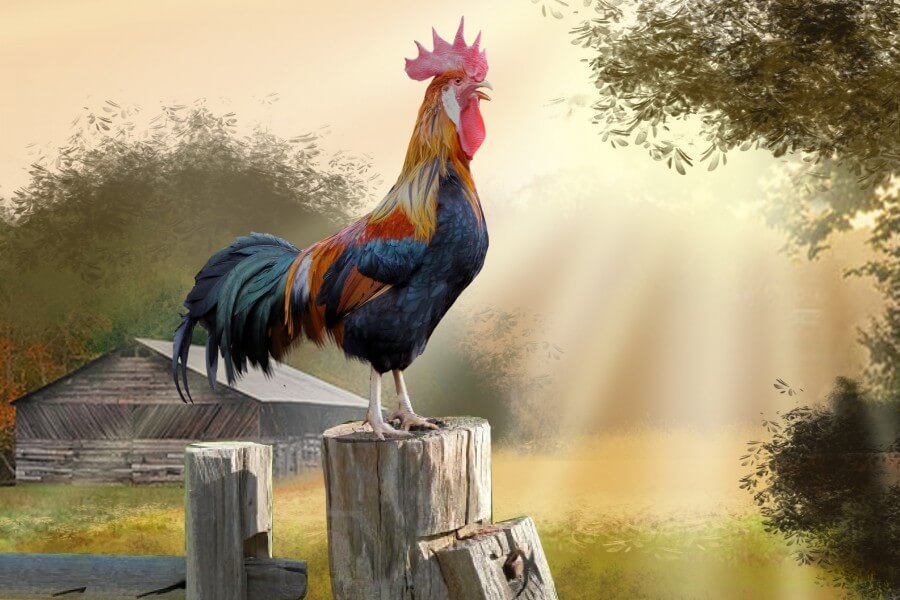 EL GALLO CANTO A LAS 5:00 P.M. – Mercury 9028